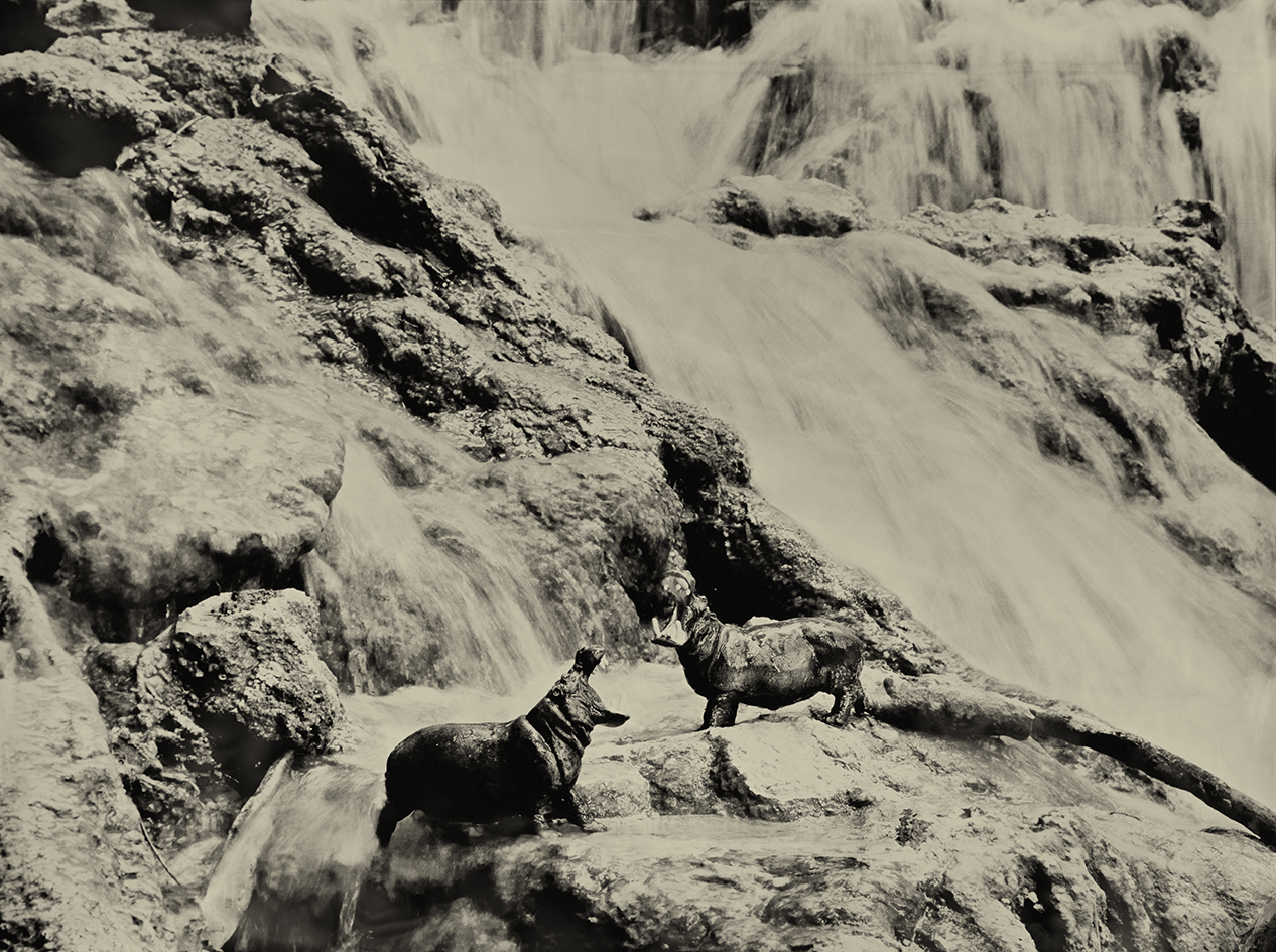 Hippopotamus Krka Falls Croatia